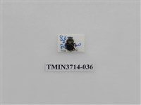 藏品(金龜子科)的圖片